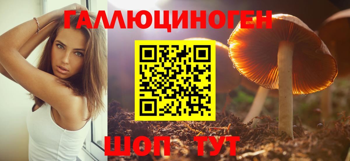 Галлюциногенные грибы Psilocybine cubensis Краснознаменск
